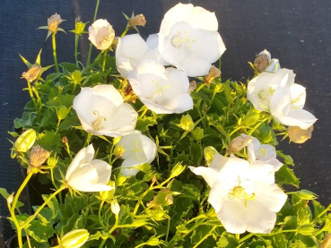 Campanula carpatica  weiß Glockenblume